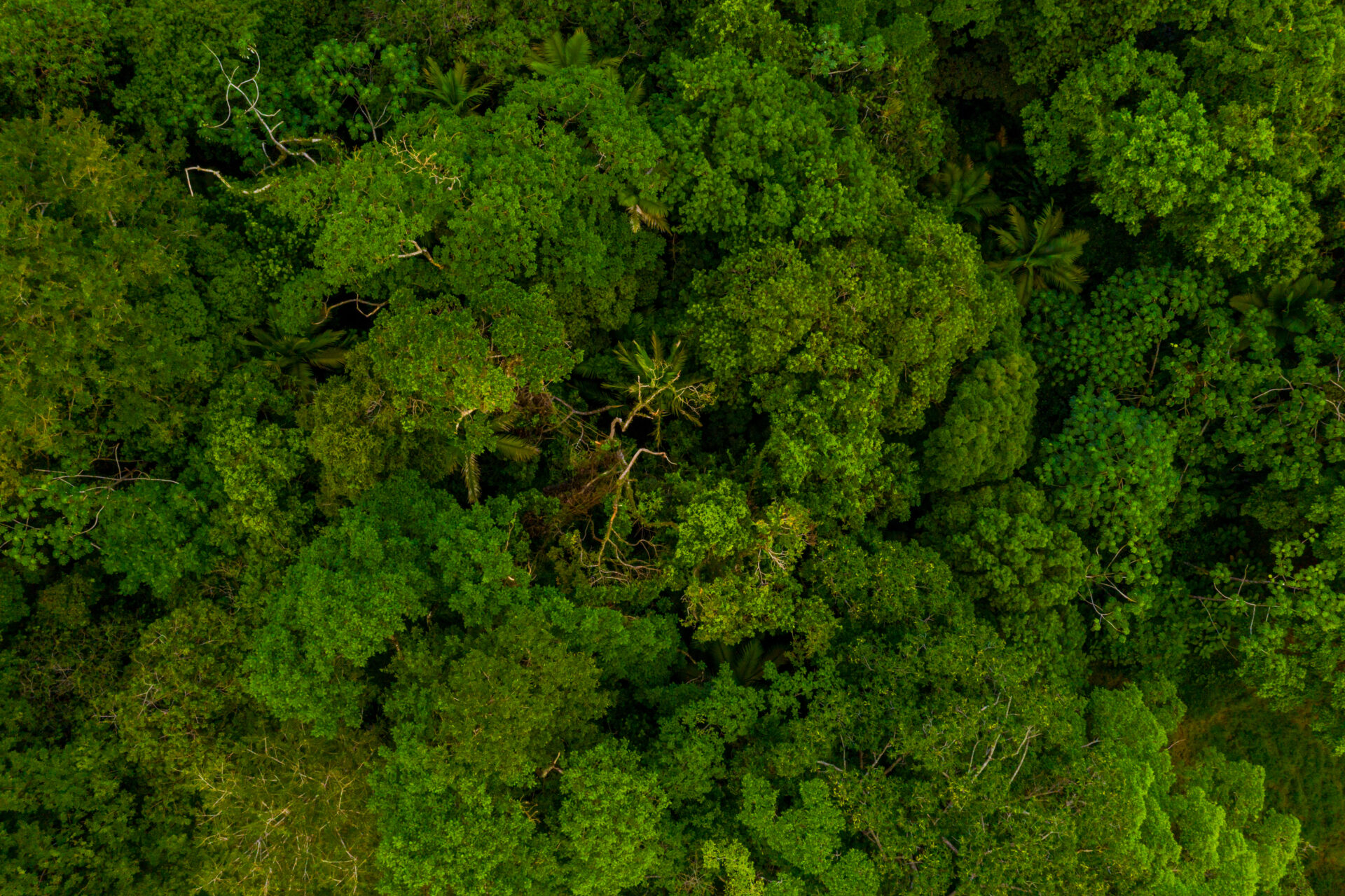 Por que cofinanciar soluções climáticas com foco na Amazônia?