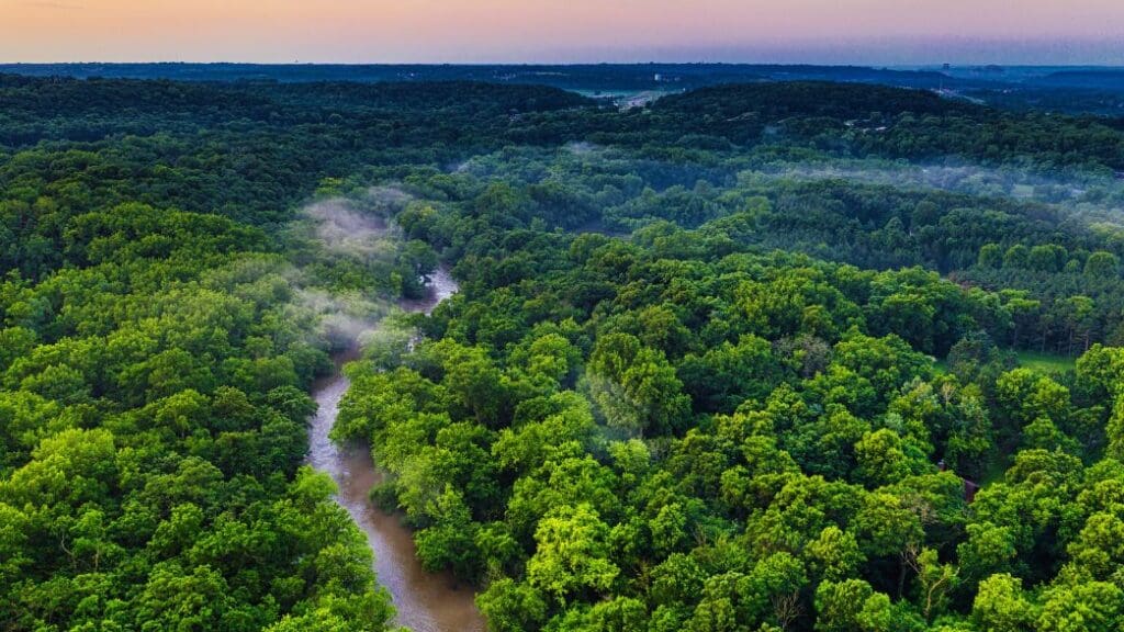 Florestas como solução: financiamento, conservação e o papel da Amazônia na COP 30